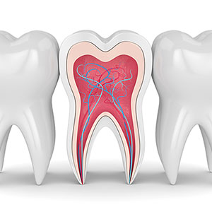 tooth root and nerves